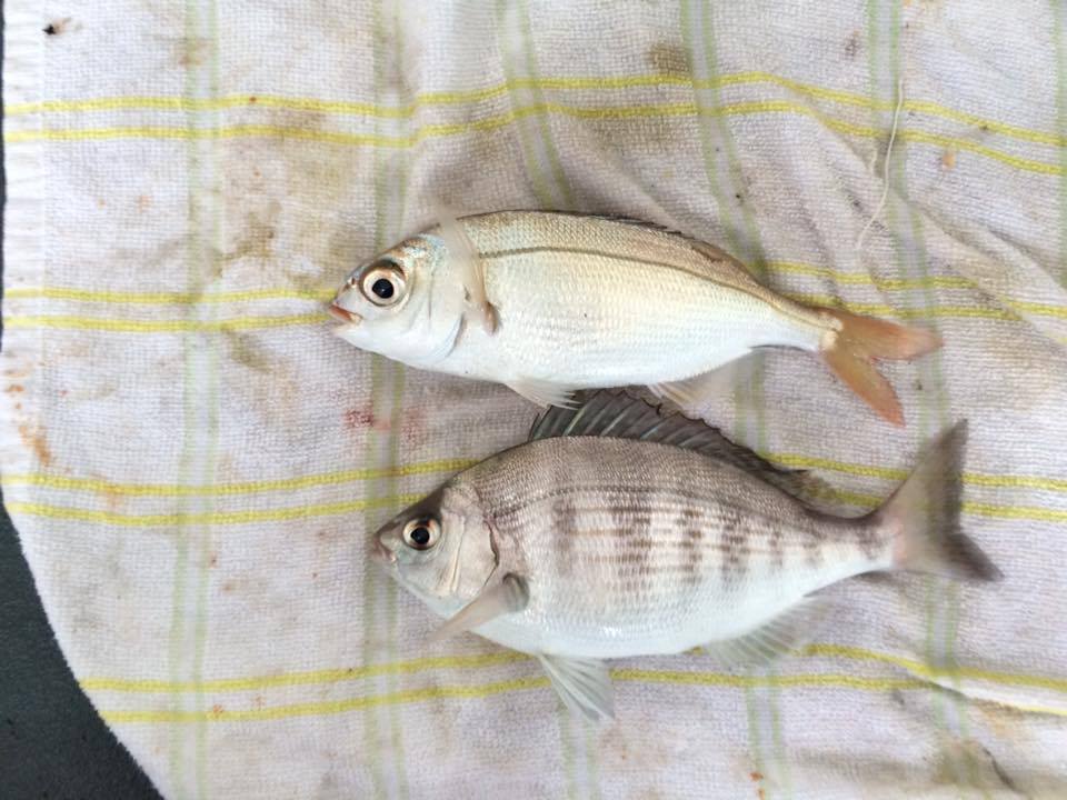 Red Bream and Black