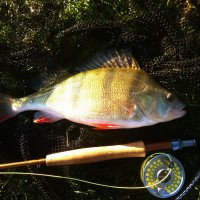 Fly fishing, Perch and Eternal Youth