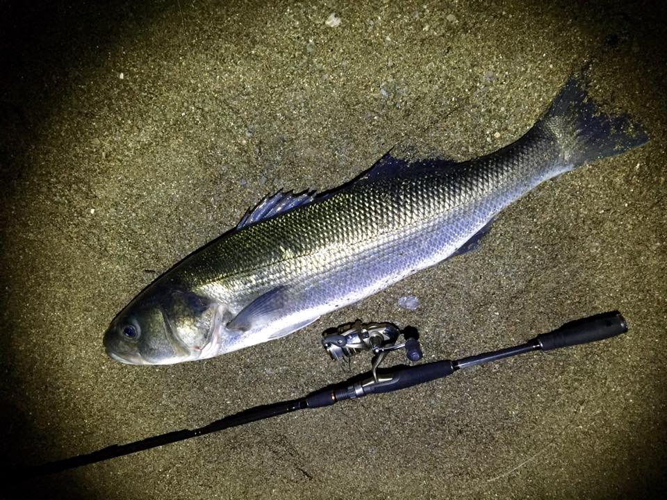 Bass on beach