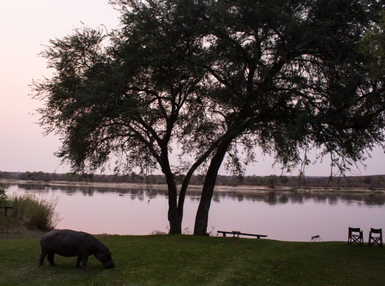 There's a Hippo on the lawn!