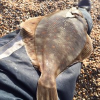 The first of the Plaice are Back