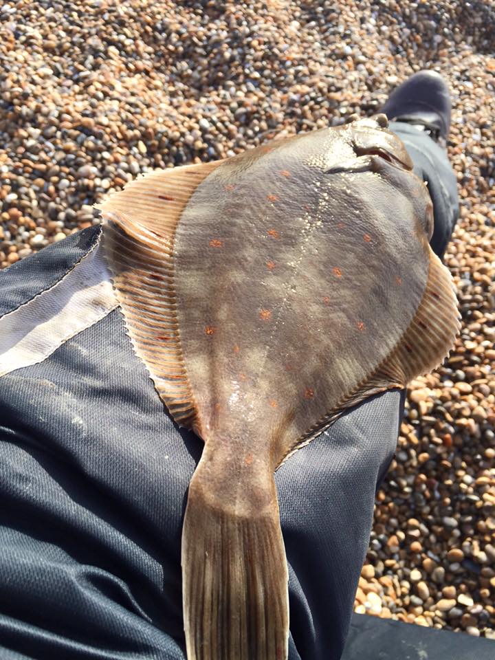 Plaice first of the year chesil