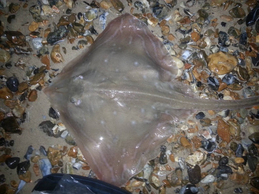 Small Eyed Ray from Avon beach