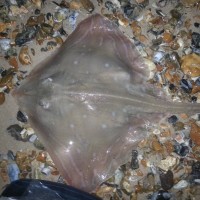 Small Eyed Ray from Avon beach