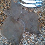 Plaice invasion