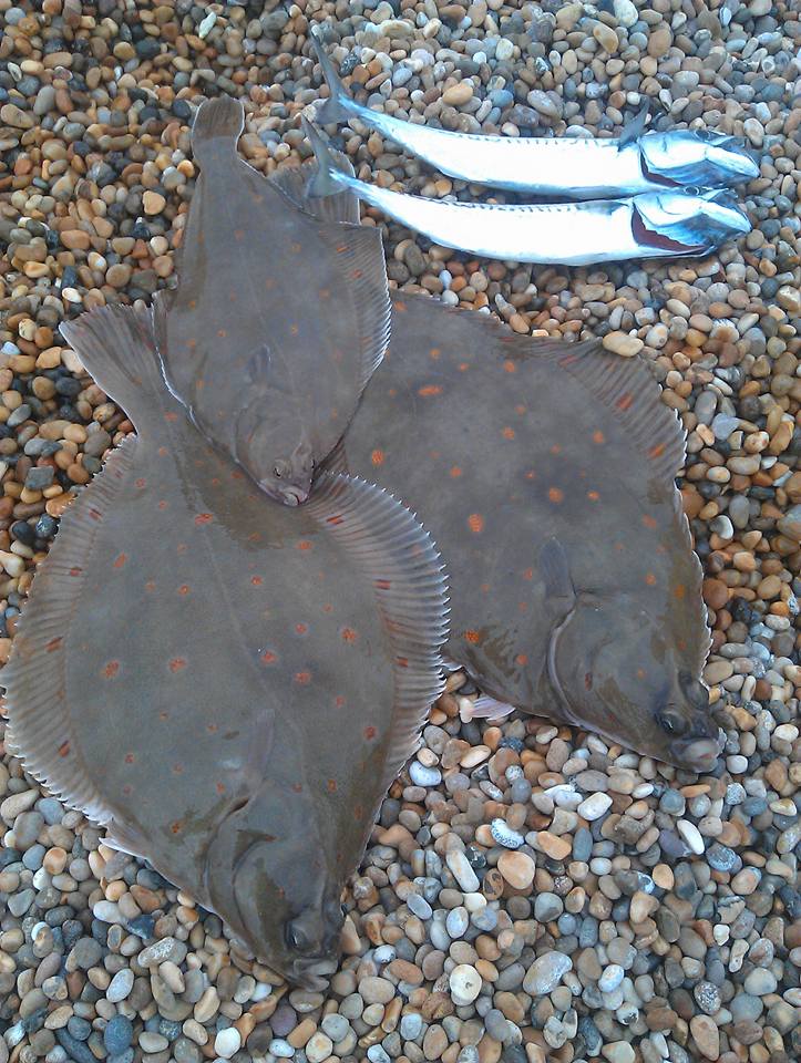 Plaice invasion