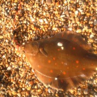 Long range Plaice