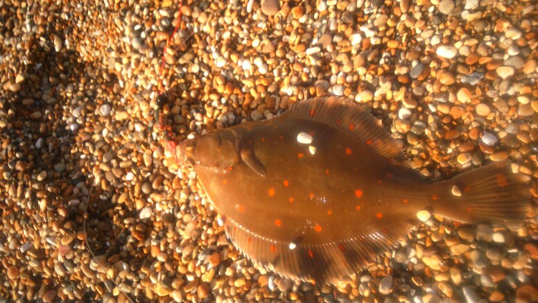 Long range Plaice