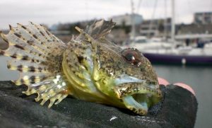 Scorpion Fish