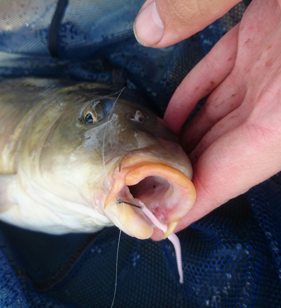 A Nice Solid Carp Who Couldn't Resist Pink Isome!