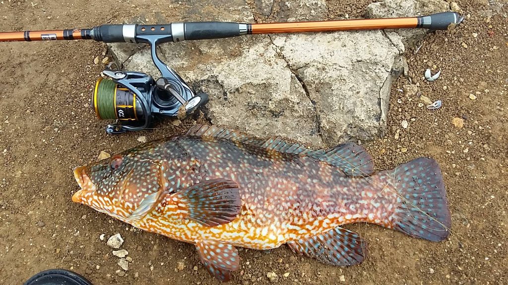 Wrasse, Rays and lots of Mackerel