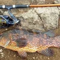 Wrasse, Rays and lots of Mackerel