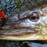 Chalkstream Pike on the Fly