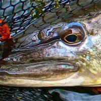 Chalkstream Pike on the Fly