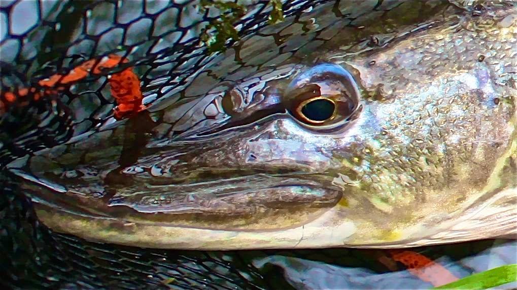 Chalkstream Pike on the Fly