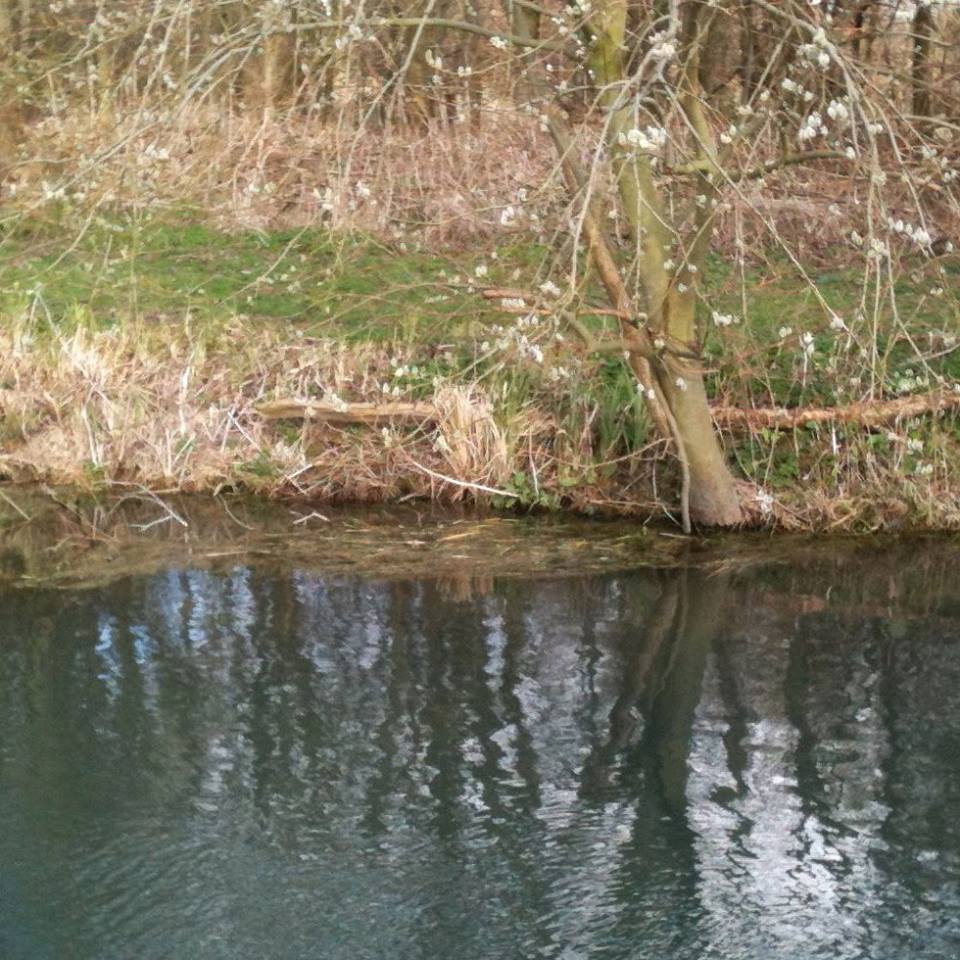 chalkstream pike