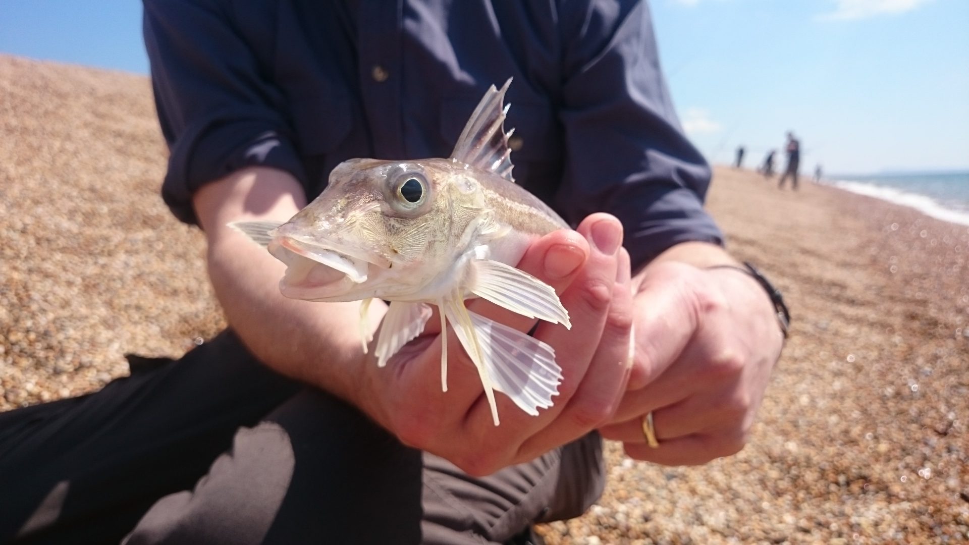 grey gurnard 2