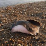 Stingrays in Essex