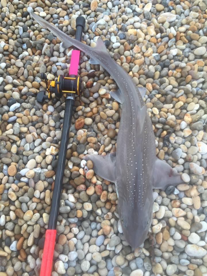 Ben S Smoothhound