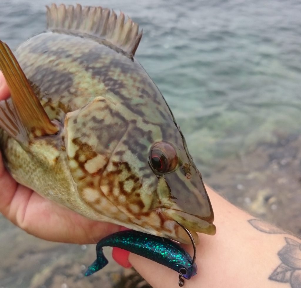 A good average sized Ballan, fish this size love to smash lures such as this Blue Glitter Shad, putting up an astoundingly good fight for their size. 