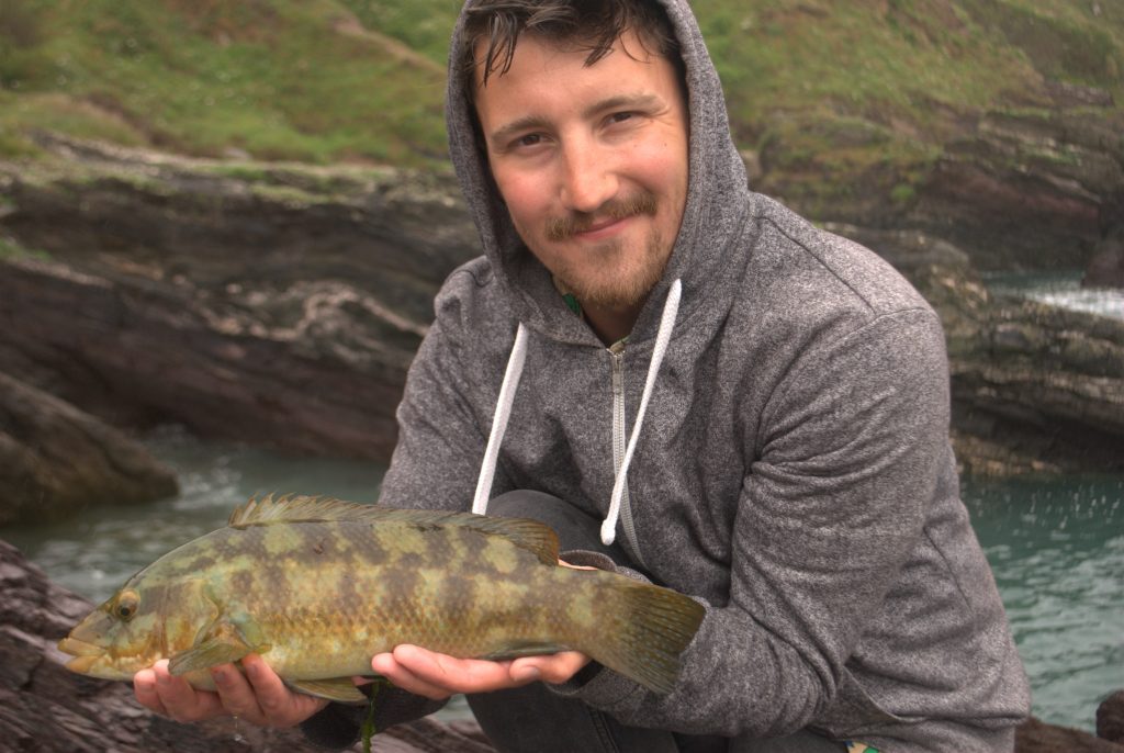 A lovely lure caught 2 and a half pound Ballan Wrasse, from a snag filled gulley. 