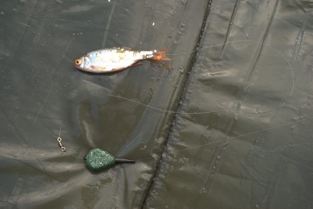 A deadbait mounted on a single size six barbless hook through the tail, hooking it through the root of the tail helps it to stay on whilst casting.