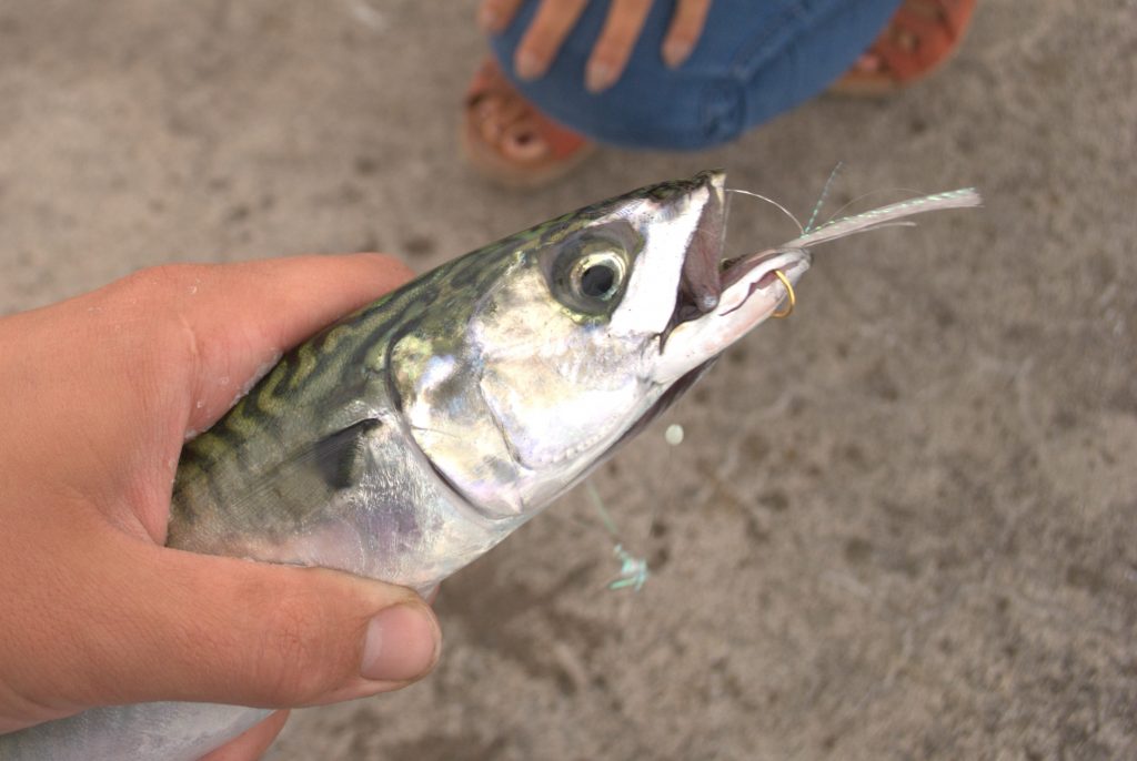 The Mackerel Rush - The Good, The Great & The Ugly