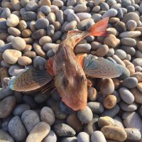 Gurnard, the fish of the summer