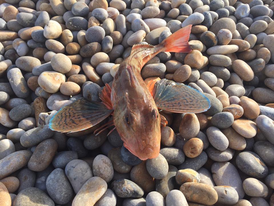 Tub Gurnard