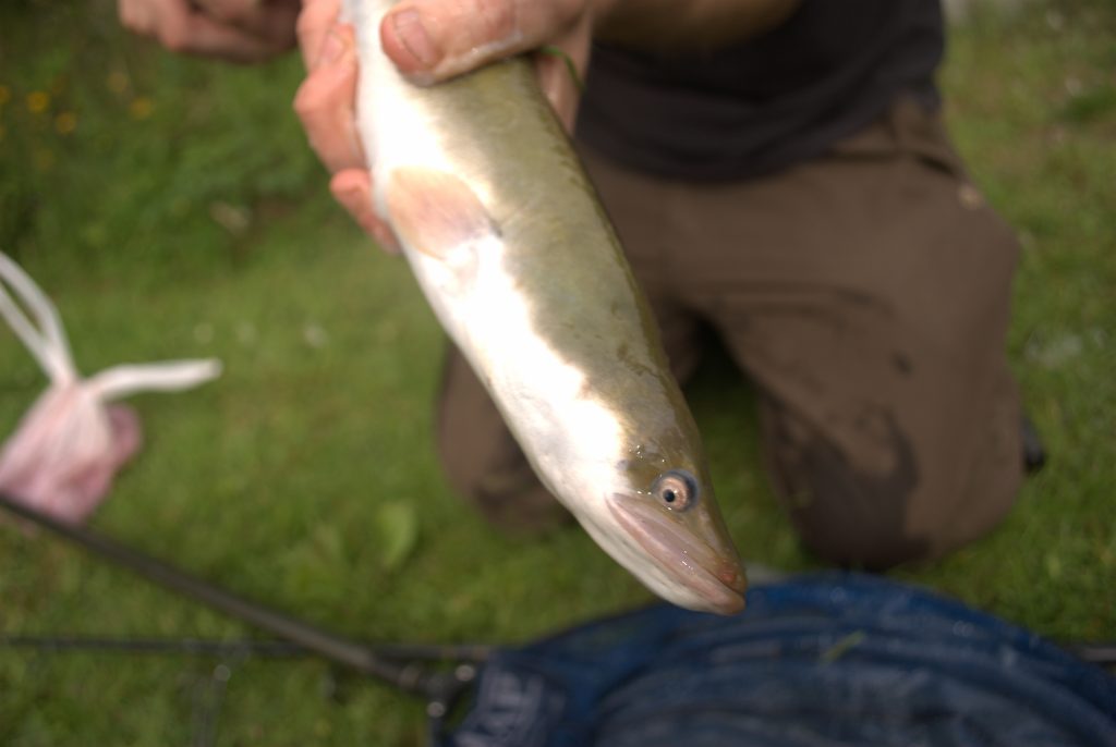 This shot shows the large mouth of this very predatory Eel, also it's silver underside indicates this fish will soon be heading to sea to spawn.