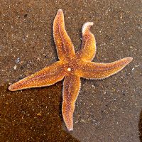 Starfish: the return of the 5 legged menace