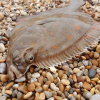 Plaice and bait fish