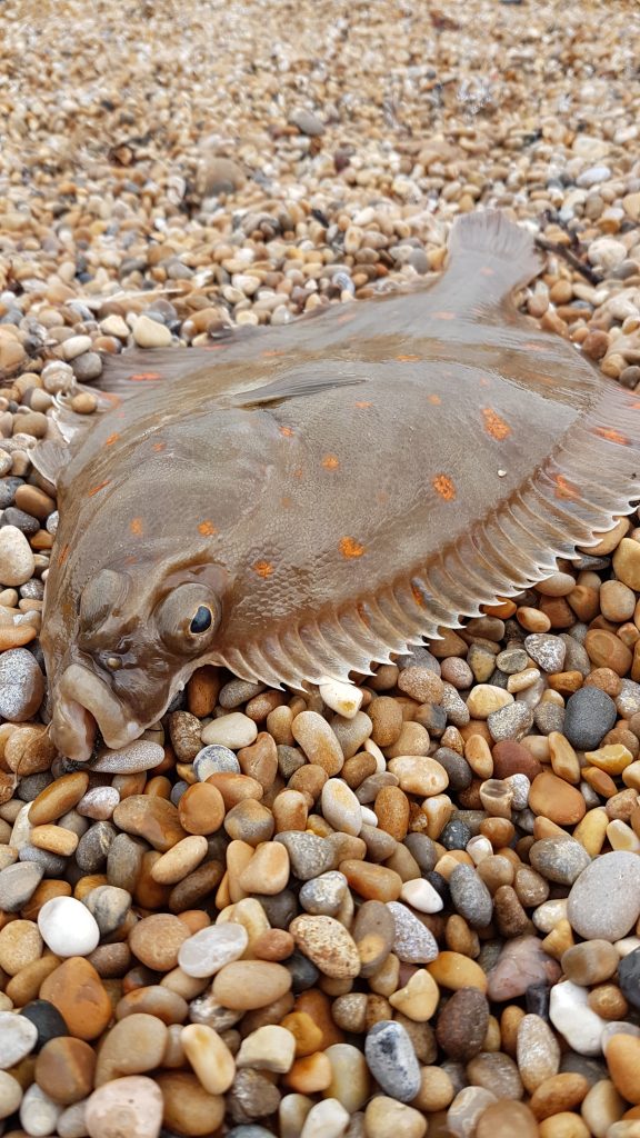 Plaice and bait fish