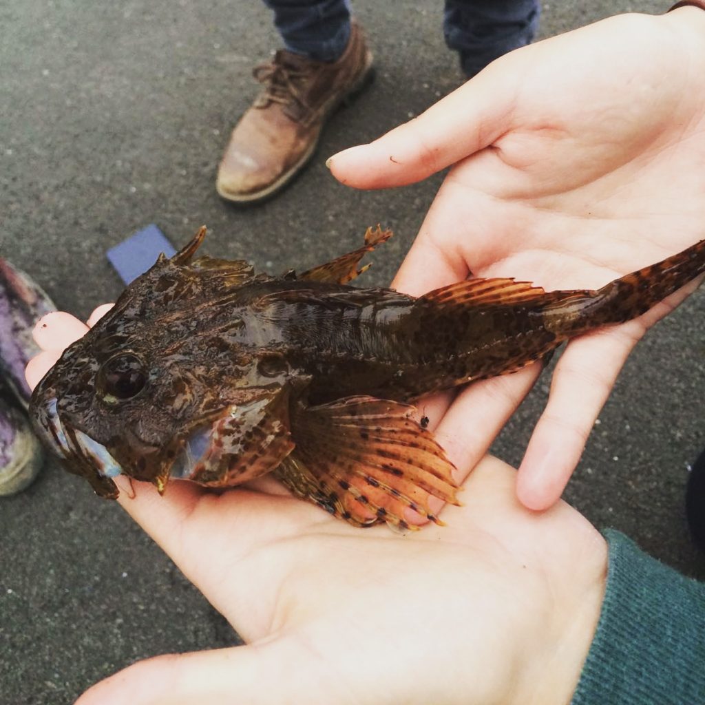 Succesfully catching species such as this specimen scorpion fish feel all the more satisfying when caught on such laughable tackle. 