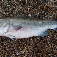 Huge Cod from Chesil