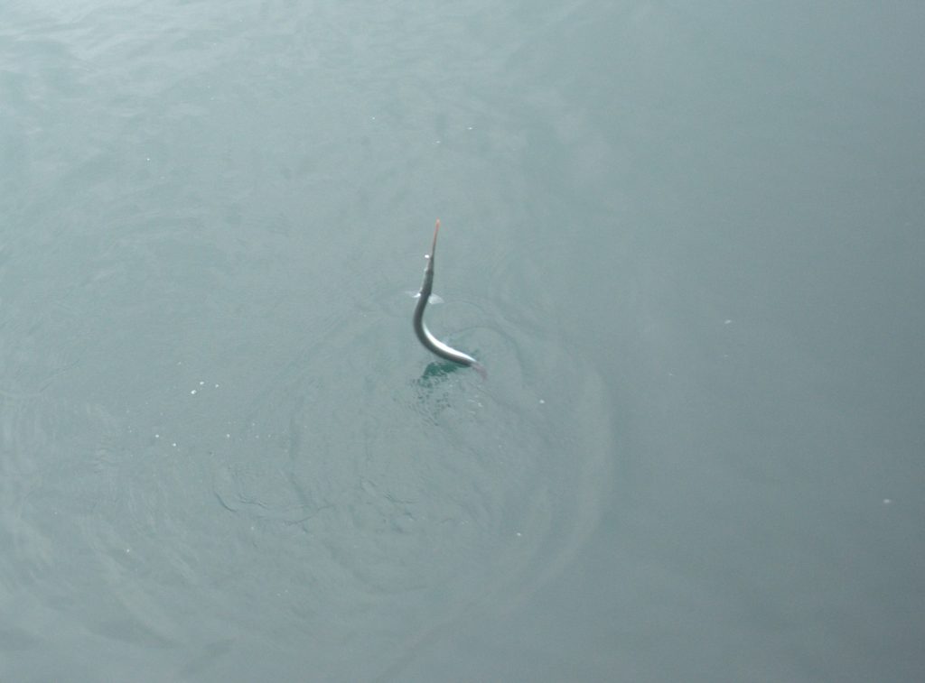 Classic tail-walking action from a lively gar.