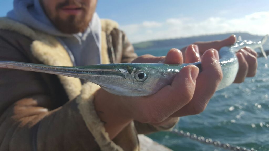 This narrow, toothy beak can provide much frustration in failed hook-ups. Scaling down your hook size is crucial.