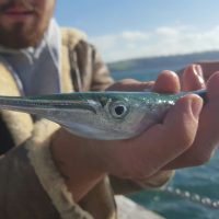 Garfish – The LRF Acrobat