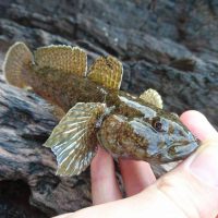 LRF Profile – The Giant Goby