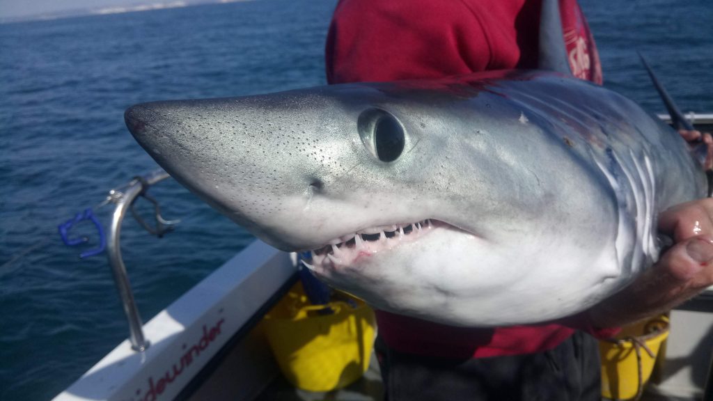 Shark Fishing …. Around Portland ???