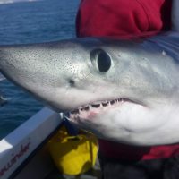 Shark Fishing …. Around Portland ???