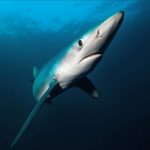 Shark fishing in the UK