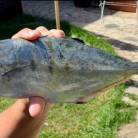 How to catch Exotic fish on lures in the UK!